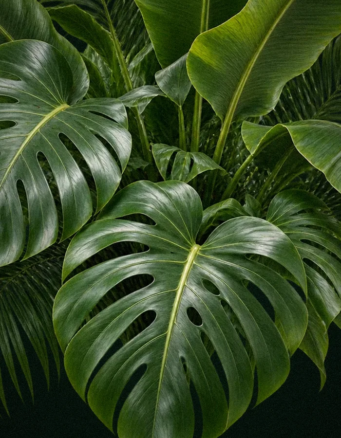 Monstera and banana leaves