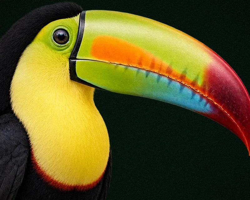 Close-up of a toucan